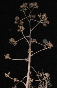 agave orb Cheyenne MacMasters