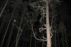 orbs in forest