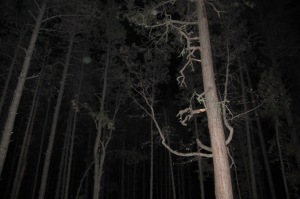 orbs in Forest Cheyenne MacMasters