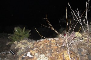 New Years Eve landscape