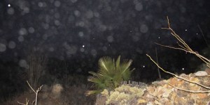 orbs in the rain