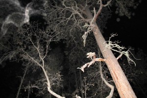 forest orbs Cheyenne MacMasters