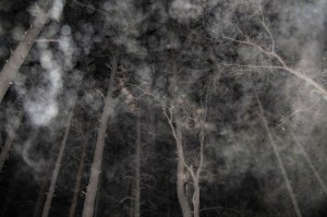 forest orbs Cheyenne MacMasters