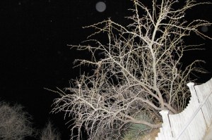 bush orbs photo by Cheyenne MacMasters