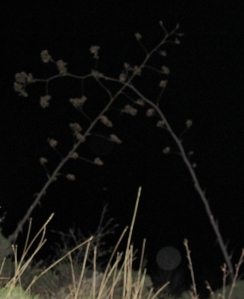 agave orbs (c) Cheyenne MacMasters 2013