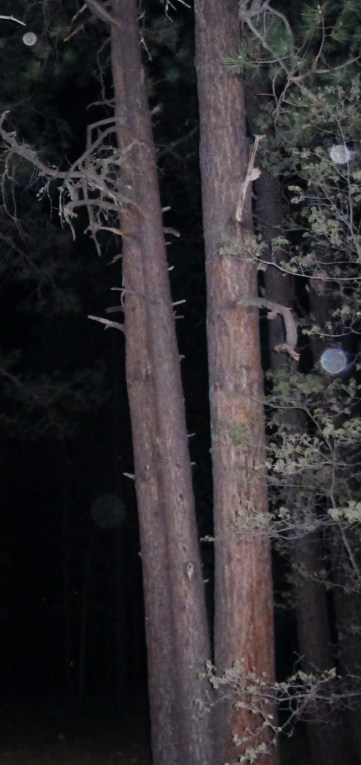 orb photo Alpine Arizona