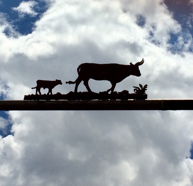 Cattle in the Sky